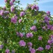 Гібіскус "Арденс" Ardens (закритий корінь С3)