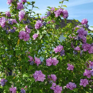 Гібіскус "Арденс" Ardens (закритий корінь С3)