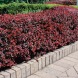 Барбарис Тунберга "Атропурпуреа" Atropurpurea червоний  (закритий корінь С3)