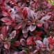Барбарис Тунберга "Атропурпуреа" Atropurpurea червоний  (закритий корінь С3)
