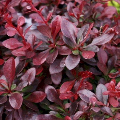 Барбарис Тунберга "Атропурпуреа" Atropurpurea червоний  (закритий корінь С3)