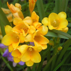 Фрезія проста "Yellow" 3шт Фрезія проста "Yellow" 3шт