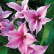  Клематис Марчинского "Clematis Duchess of Albany GTX P9" (2 года)