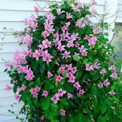  Клематис Марчинского "Clematis Duchess of Albany GTX P9" (2 года)
