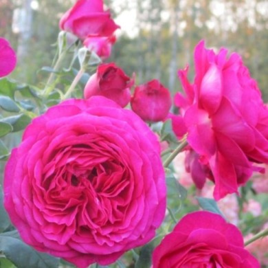 Роза чайно-гибридная "Гетте розе" Goethe Rose