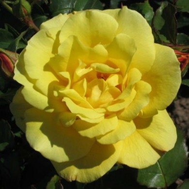 Троянда плетиста "Голдштерн" Goldstern