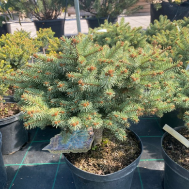 Ялина колюча "Глаука Компакта" Glauca Compacta (контейнер С5)