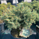 Ялина колюча "Глаука Компакта" Glauca Compacta (контейнер С5)