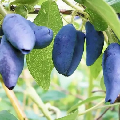 Жимолость "Голубое Сокровище" Blue Treasure (Закрытый корень)