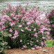 Сирень "Пинк Парфюм" (контейнер Р9)