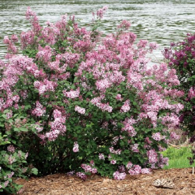 Сирень "Пинк Парфюм" (контейнер Р9) Сирень "Пинк Парфюм" (контейнер Р9)