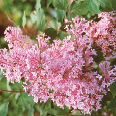 Сирень "Пинк Парфюм" (контейнер Р9) Сирень "Пинк Парфюм" (контейнер Р9)