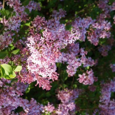 Сирень "Пинк Парфюм" (контейнер Р9) Сирень "Пинк Парфюм" (контейнер Р9)