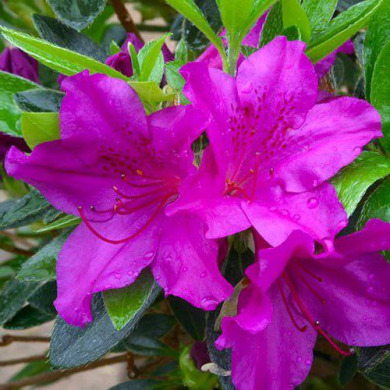 Азалія японська "Блю Дануб" Blue Danube (закритий корінь С3) Азалія японська "Блю Дануб" Blue Danube (закритий корінь С3)