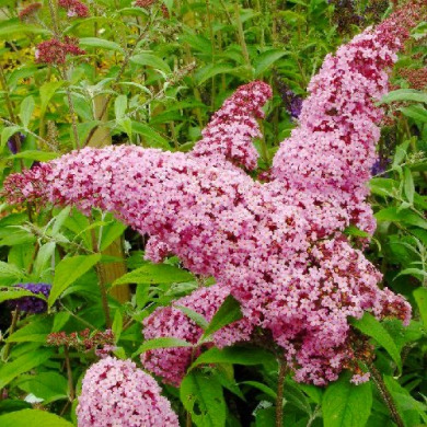 Буддлея Давида "Пинк Делайт" Pink delight (закрытый корень)