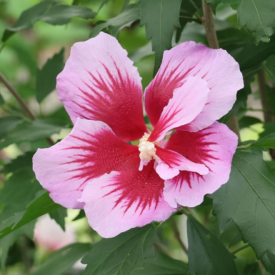 Гибискус сирийский "Flower Tower Purple" (закрытый корень С3)