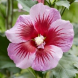 Гибискус сирийский "Flower Tower Purple" (закрытый корень С3)