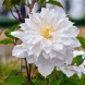 Клематис Марчинського "Clematis Isago P9" (2 роки)