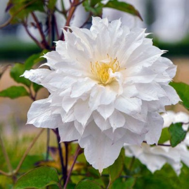 Клематис Марчинського "Clematis Isago P9" (2 роки)
