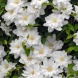 Клематис Марчинського "Clematis Isago P9" (2 роки)