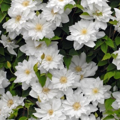 Клематис Марчинського "Clematis Isago P9" (2 роки)