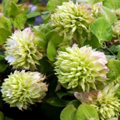 Клематис "Midori"