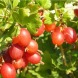 Крыжовник "Машека" (закрытый корень)