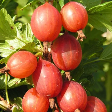 Крыжовник "Машека" (закрытый корень)