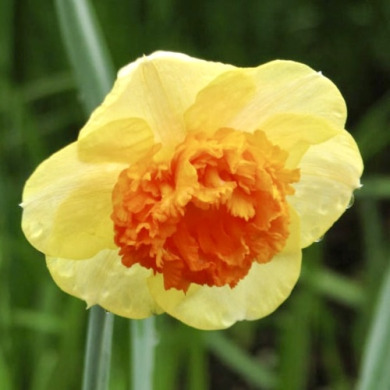 Нарцис великокорончастий "Coral Crown" 3 шт