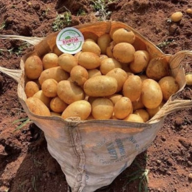 Насіннєва рання картопля "Актріс" (1 репродукція, столового призначення) 20 кг