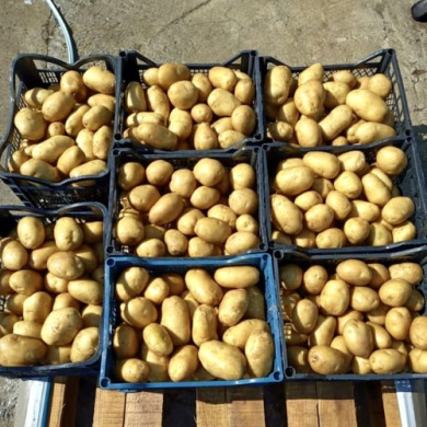 Насіннєва рання картопля "Актріс" (1 репродукція, столового призначення) 20 кг