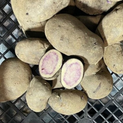 Семенной среднепоздний картофель "Марфуша" (Элита, для запекания и жарки) 1кг