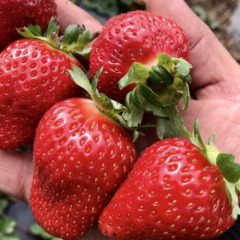 Клубника "Крапо 10" ремонтантная 5 шт