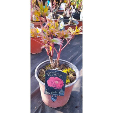 Пион древовидный японский розовый Tree Peony (Закрытый корень С5)