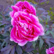 Пион древовидный японский розовый Tree Peony (Закрытый корень С5)