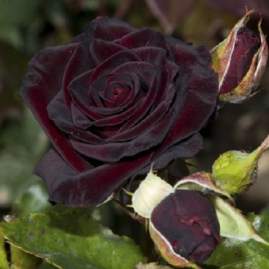 Роза плетистая "Черная королева" Black Queen ⭐Эксклюзив⭐