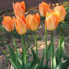 Тюльпан Гибрид Фостера "Orange Breeze" 3 шт