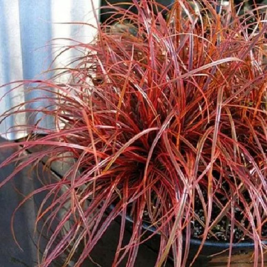 Унциния"Рубра эверфлейм" Rubra Everflame