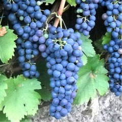 Виноград винный "Саперави"