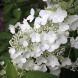 Гортензия метельчатая "Прим вайт" Prime White (закрытый корень С3)