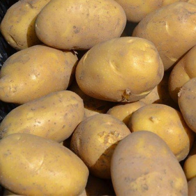 Семенной среднеранний картофель "Карелія" (1 репродукция,столового призначення) 1кг