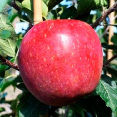 Яблуня карликова "Ремо"