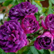 Роза плетистая "Блю Маджента" Blue Magenta