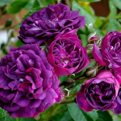 Роза плетистая "Блю Маджента" Blue Magenta