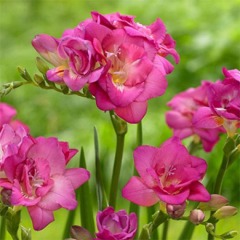 Фрезия махровая "Rose" 3шт Фрезия махровая "Rose" 3шт