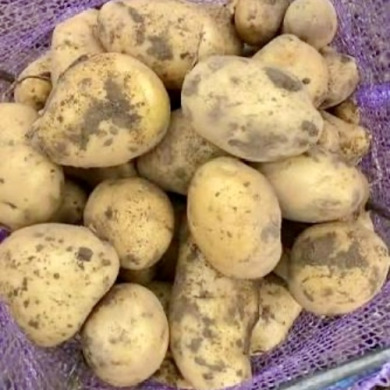 Семенной среднеранний картофель "Теормина" (1 репродукция,столового назначения) 1кг 