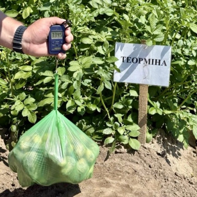 Семенной среднеранний картофель "Теормина" (1 репродукция,столового назначения) 1кг 