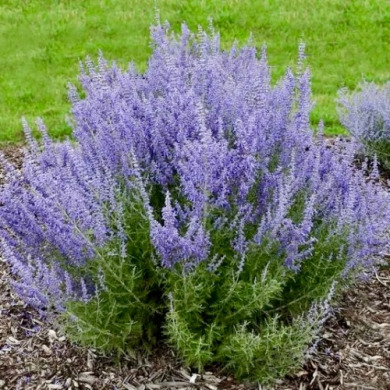 Перовскія Blue Spire (закритий корінь С2)