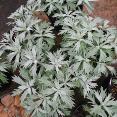 Полынь Людовика "Сильвер Квин" Silver Queen