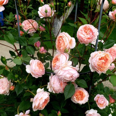Роза английская "Вильям Морис " William Morris